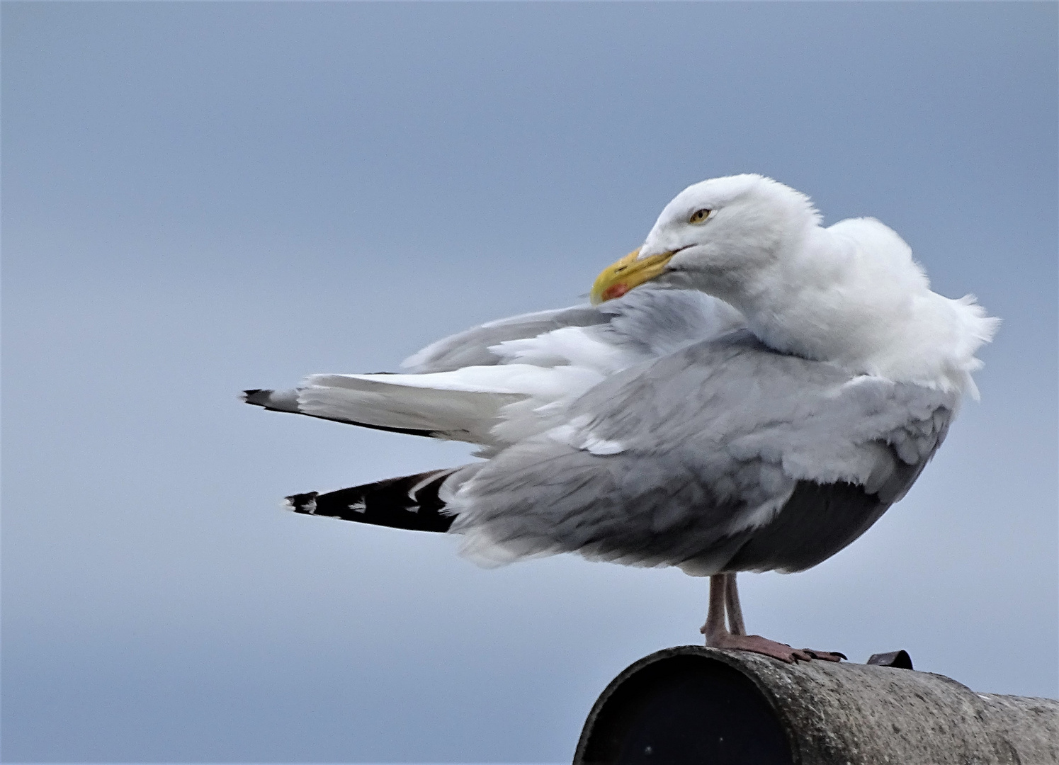 Superbe Goêland