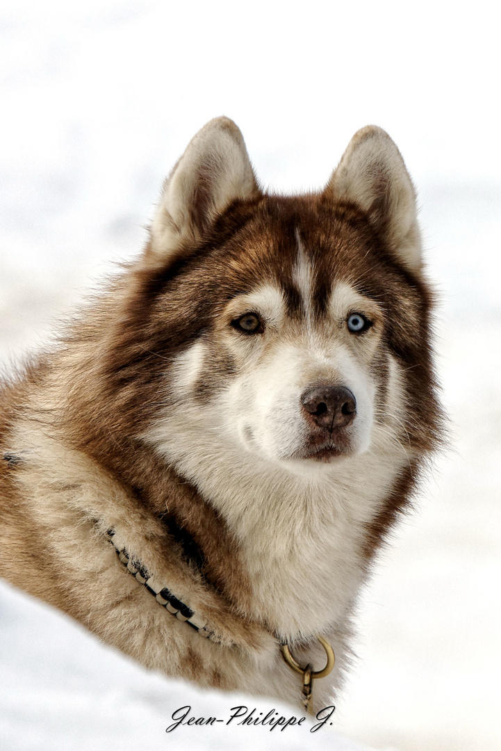 Superbe journée avec les mushers -