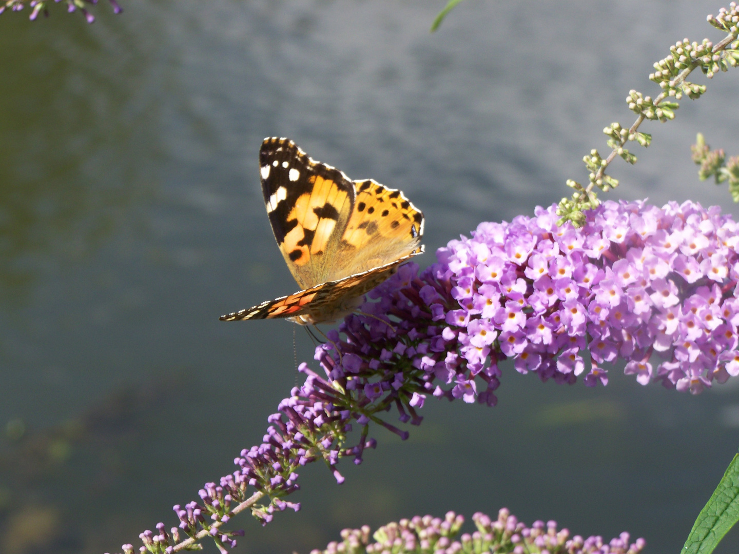 superbe papillon