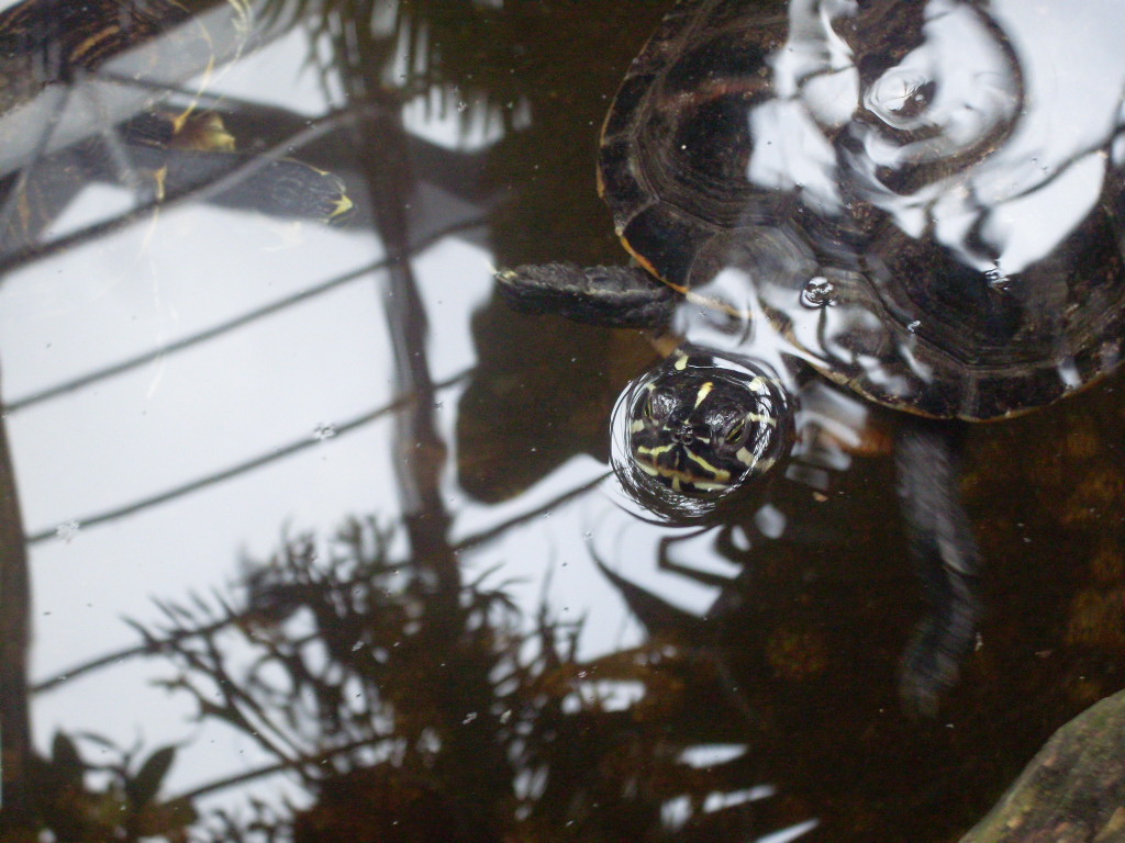 Supercute schildkröte im topischen gewächshaus