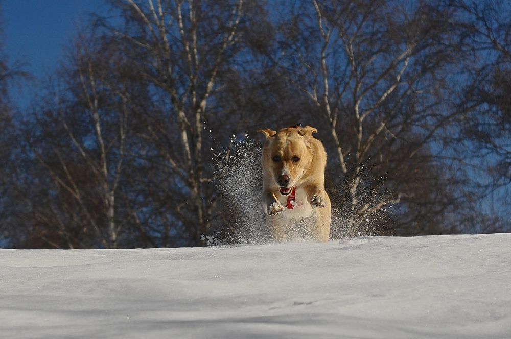 superdog!