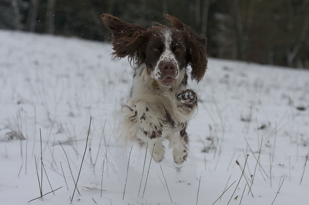 Superdog