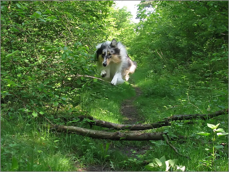 Superdog fliegt wieder :-)