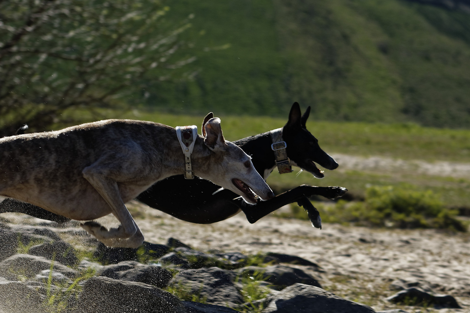 superdog fliegt wieder 