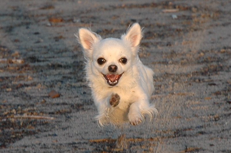 Superdog in der Luft