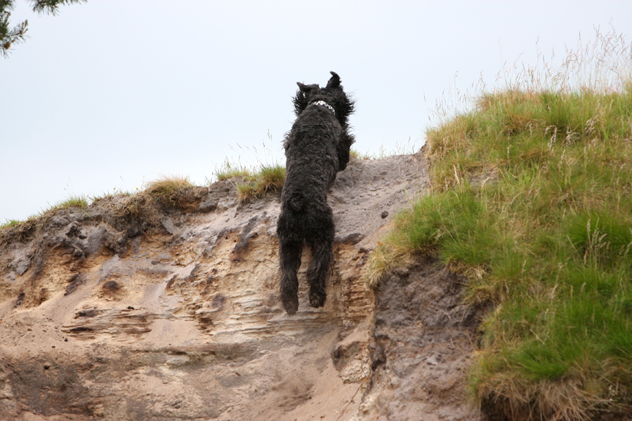 Superhund fliegt mal wieder