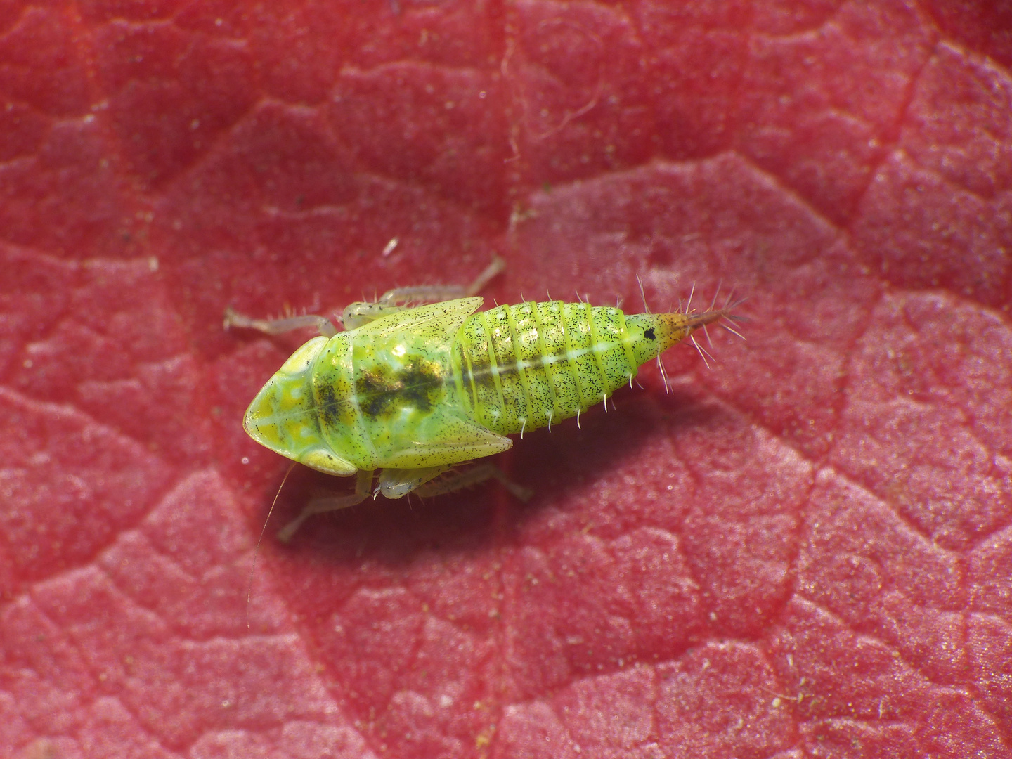 Supermakro der unbekannten Zwergzikade Fieberiella sp.