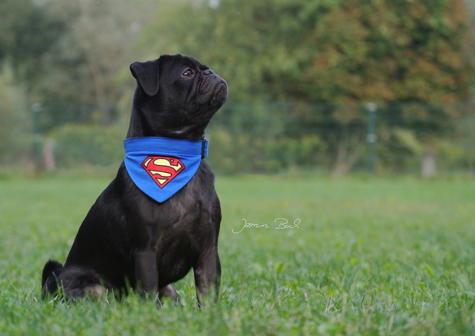 Superman war gestern, jetzt kommt Supermops