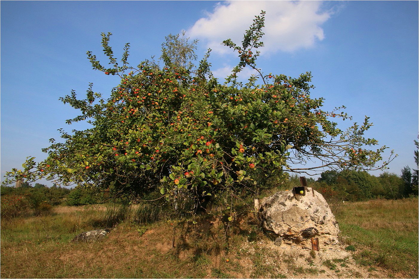 Supermarkt Natur