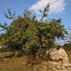 Supermarkt Natur