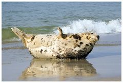 Supermodel auf Helgoland, oder...