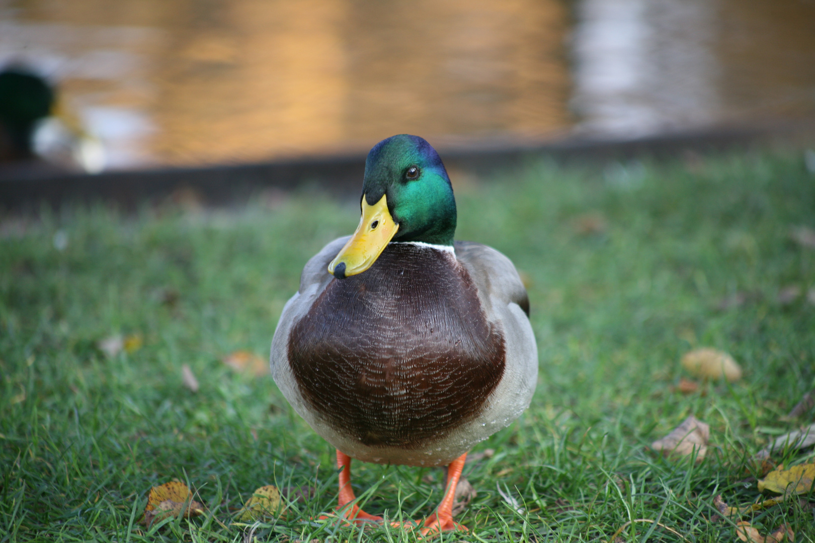 Supermodel die Ente