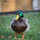 Supermodel die Ente