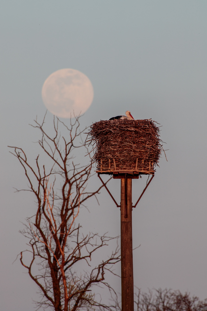 Supermond mit Storch - oder umgekehrt ;-)