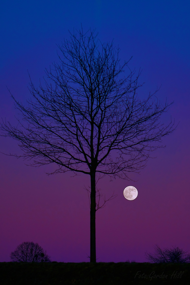 Supermond und Baum