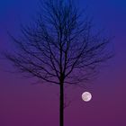 Supermond und Baum