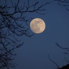 Supermond zur Blauen Stunde über Münster-Gievenbeck