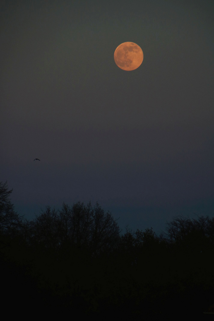 Supermoon rising