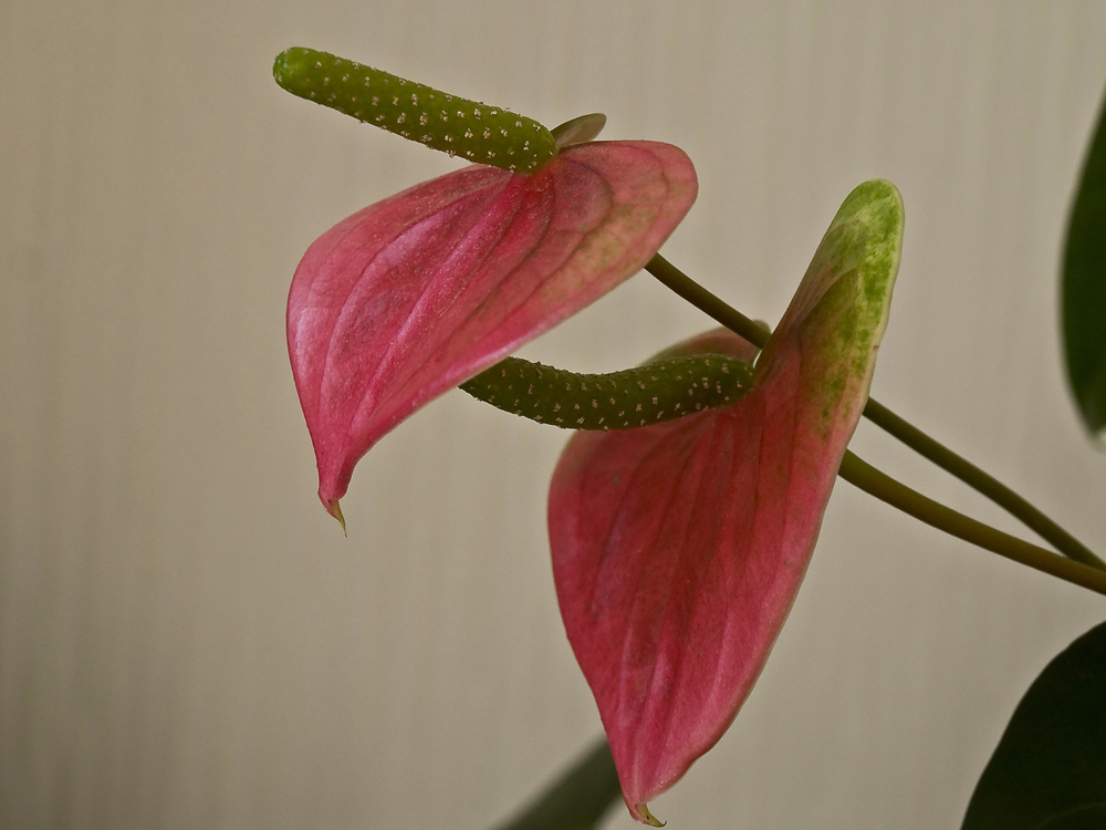 Superposition florale -- Anthurium scherzerianum -- übereinandergelegte Blumen