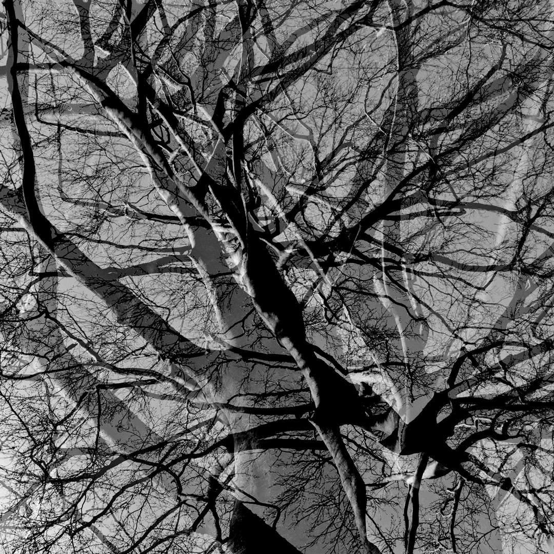 superposition1 - arbre…