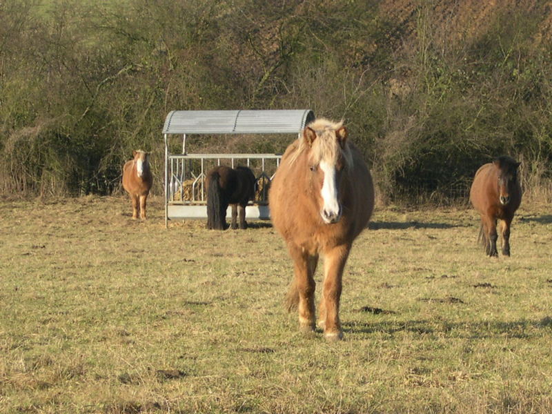 Supers horses !