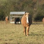 Supers horses !