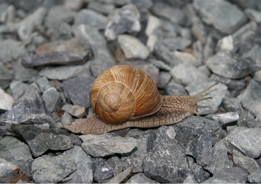 Superschnecke