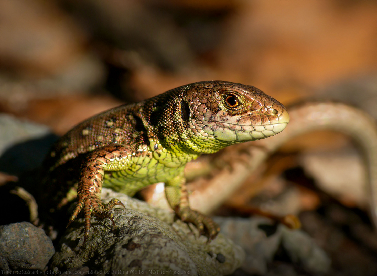 Supersüßes Zauneidechsen Baby (Lacerta agilis)