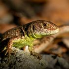 Supersüßes Zauneidechsen Baby (Lacerta agilis)