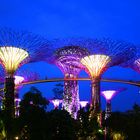 Supertrees at Night