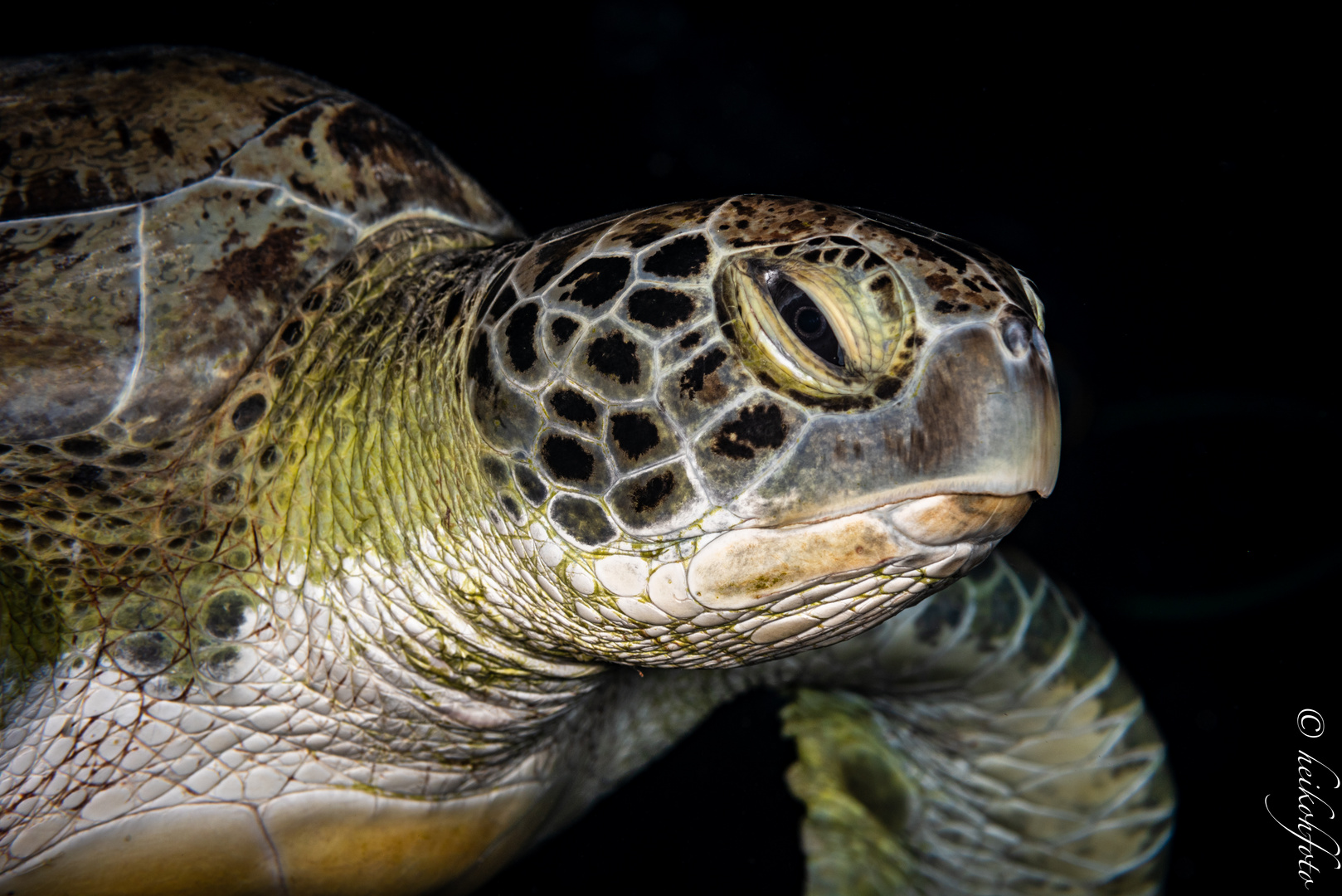 Suppenschildkröte 