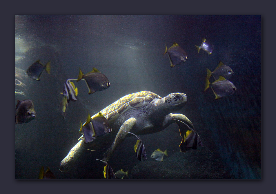 Suppenschildkröte