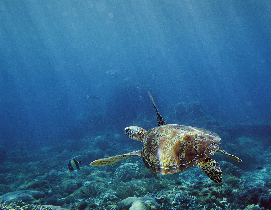 Suppenschildkröte / Chelonia mydas