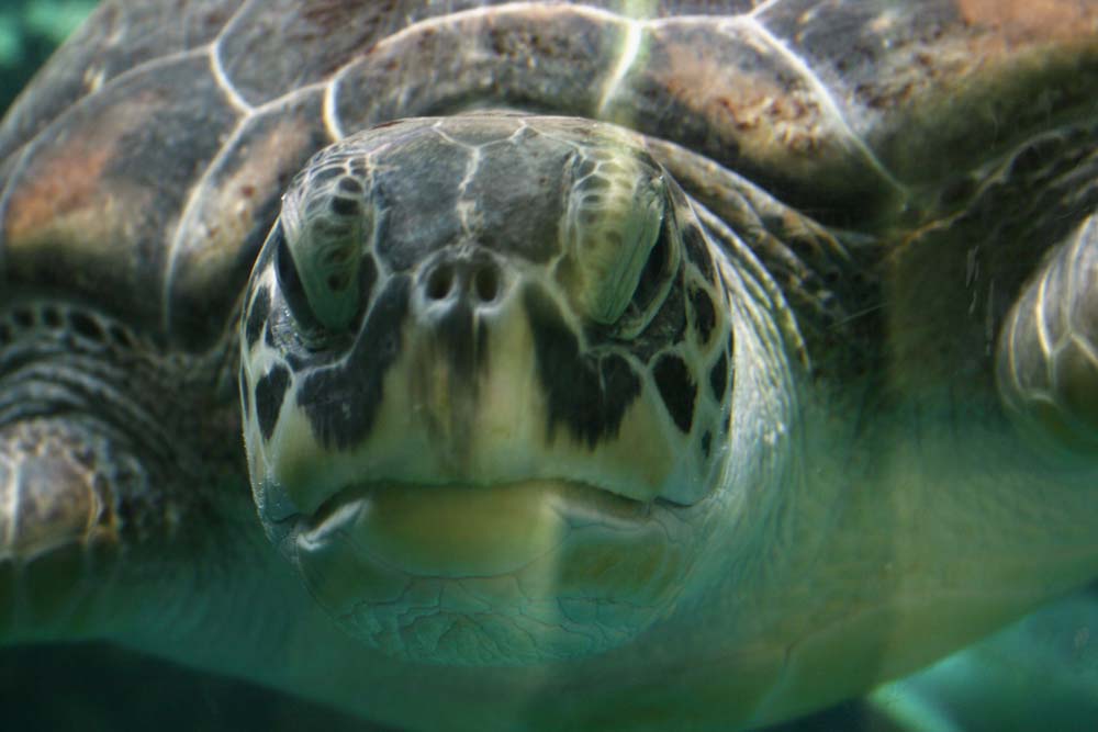 Suppenschildkröte kommt zum küssen