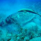 Suppenschildkröte mit Remora (Schiffshalter)