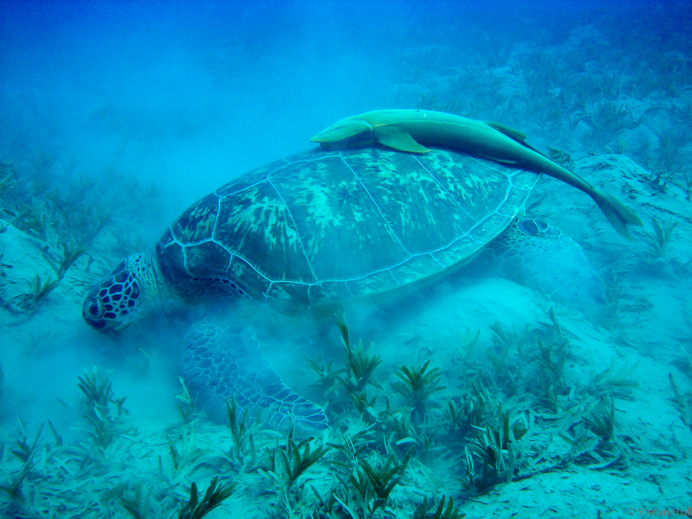 Suppenschildkröte mit Remora (Schiffshalter)