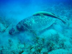 Suppenschildkröte mit Remora (Schiffshalter)