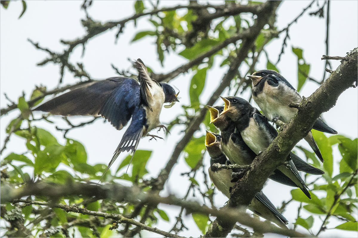 supper´s ready