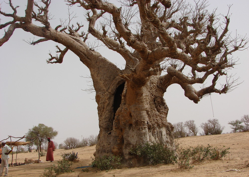 supposedly THE biggest Boabab tree in Senegal - in any case: quite impressive