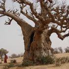 supposedly THE biggest Boabab tree in Senegal - in any case: quite impressive