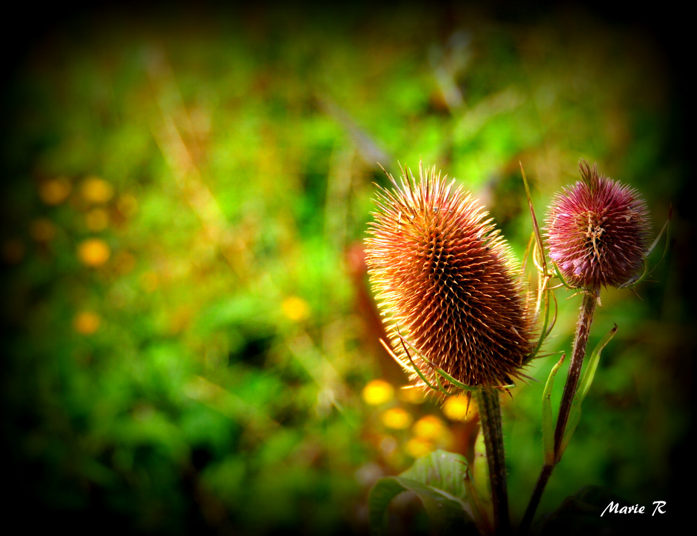 sur des chardons ardents.....