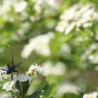 sur des fleurs