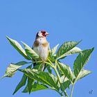 Sur fond de ciel bleu... le chardonneret