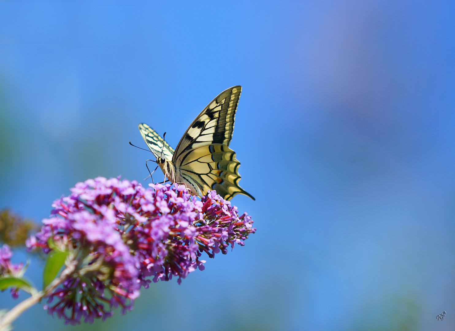 Sur fond de ciel bleu ..... le machaon