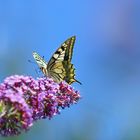 Sur fond de ciel bleu ..... le machaon