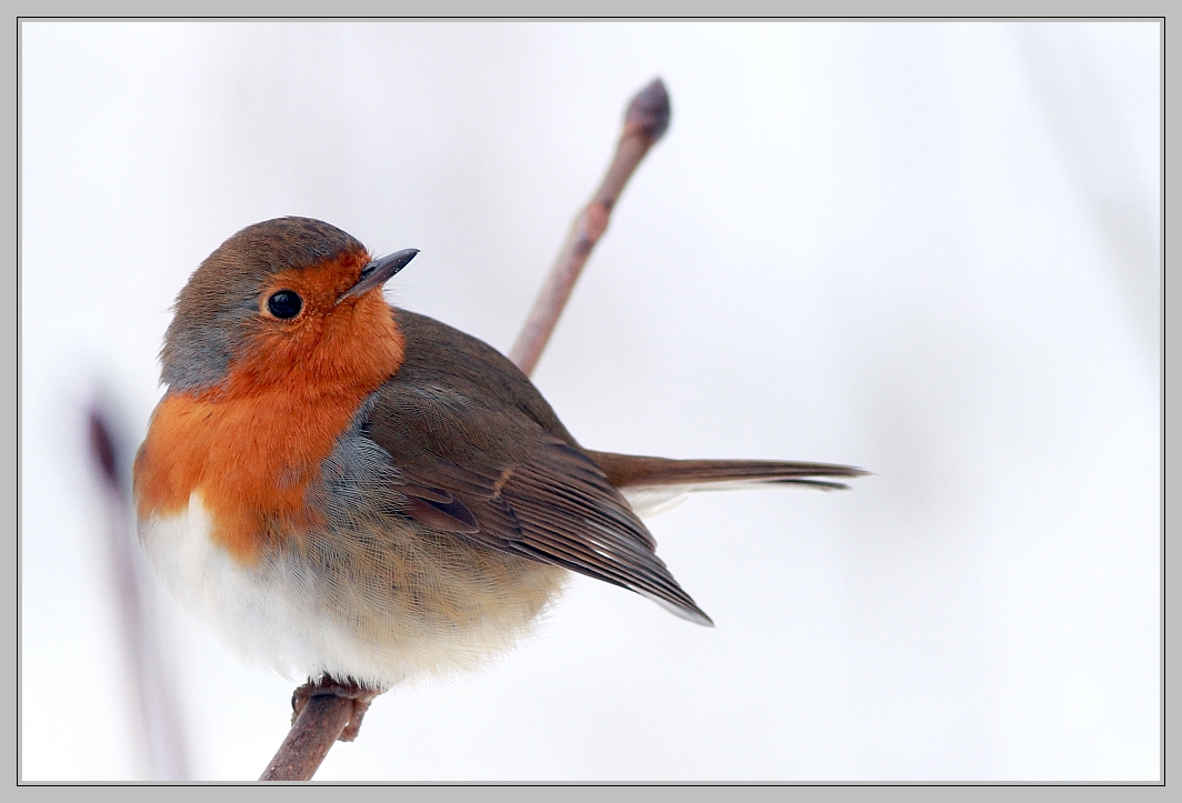 Sur fond de neige