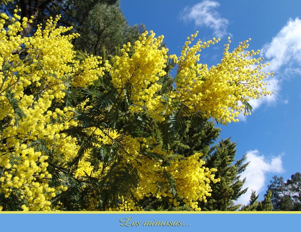 sur fonds d'azur... des petits pois jaunes .... le mimosa