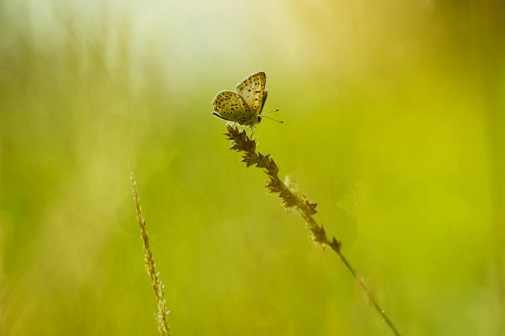 SUR L HERBE