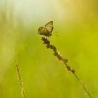 SUR L HERBE