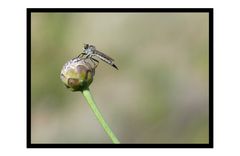 sur la boule